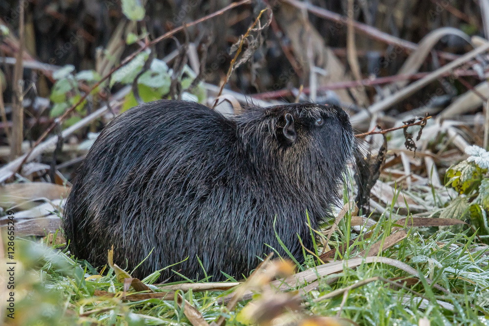 nutria nutria