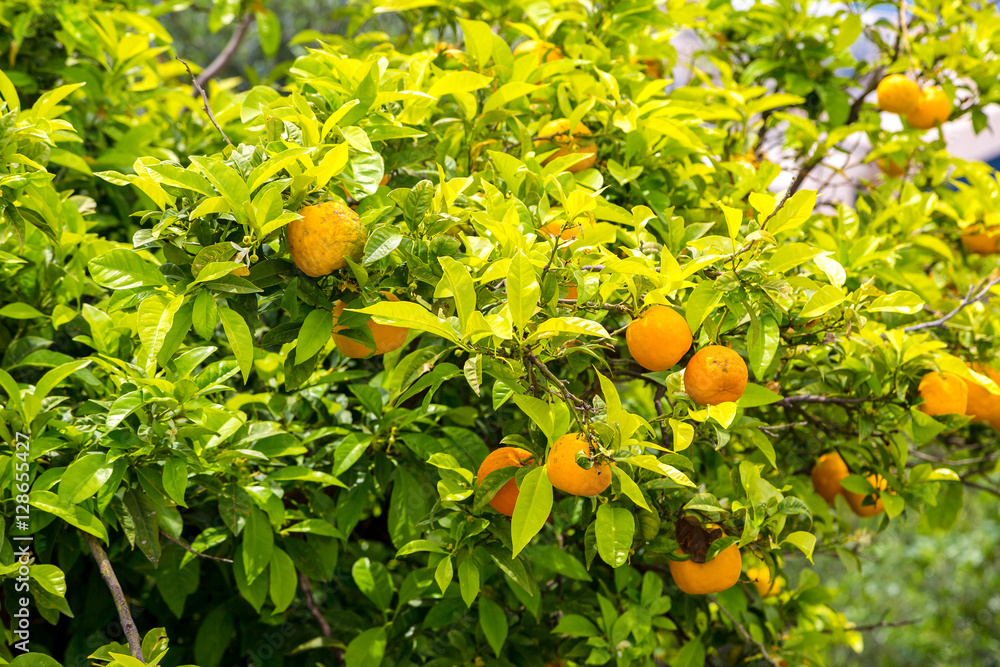 Oranges  tree in Croatia