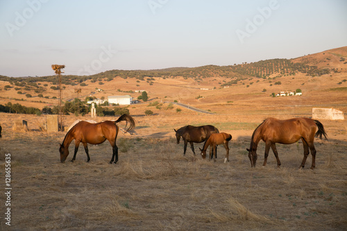 Horses eating dry grass. summer