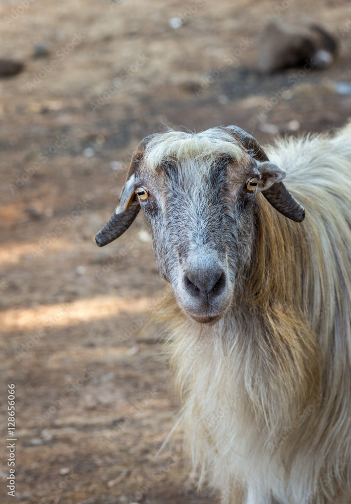 Goat with long gray hair. Israel Goat with long gray hair. Israel