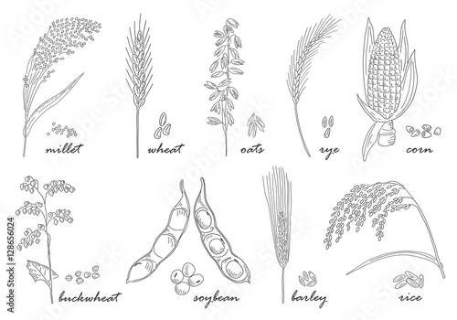 Hand drawn cereals