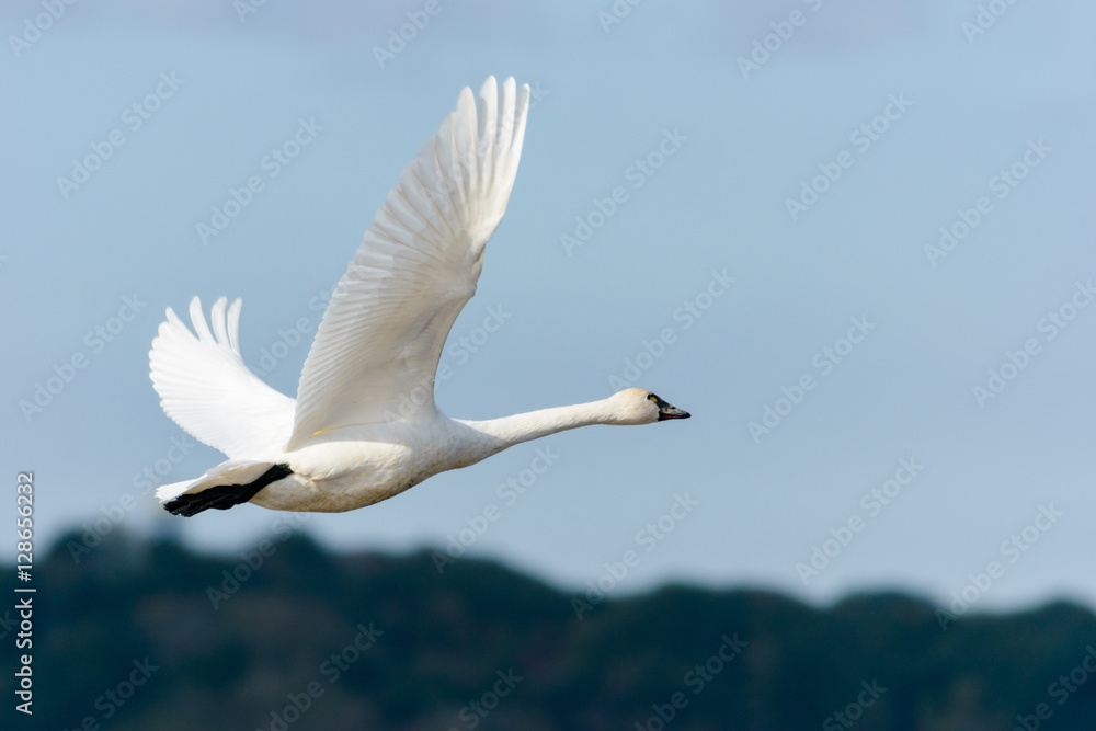 Naklejka premium 飛ぶ白鳥