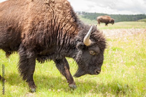 Close up of big buffalo.
