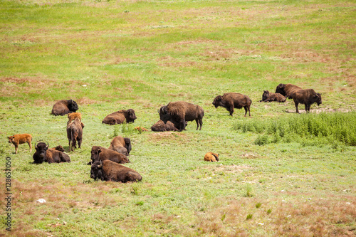 Herd of buffaloes with their little once © eunikas