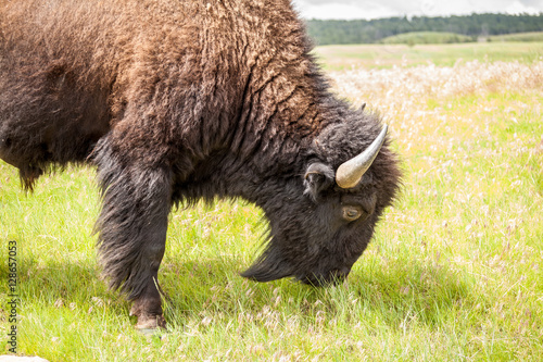 Close up of big buffalo.