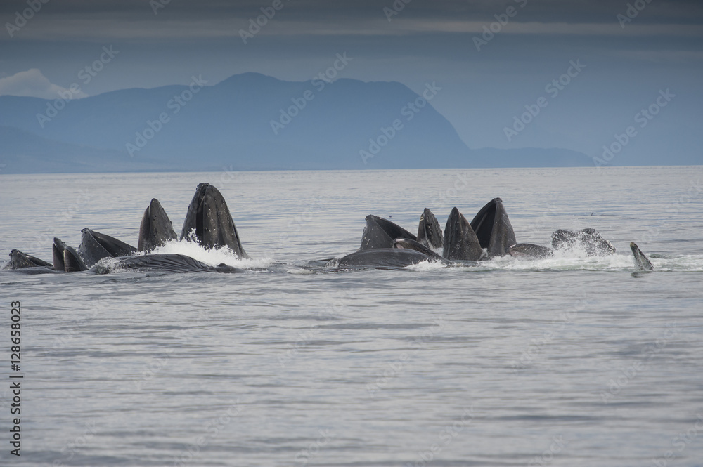 Naklejka premium Bubble Feeding Humpback Whales