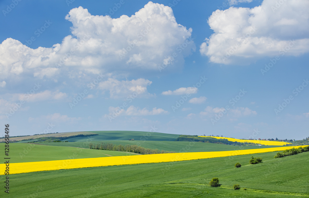 Obraz premium beautiful white clouds above spring colored fields in Czech Republic
