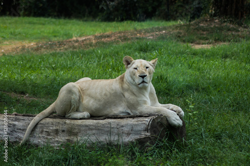 Naklejka lion