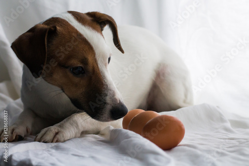 Jack Russell and eggs, dog eggs, year of the rooster