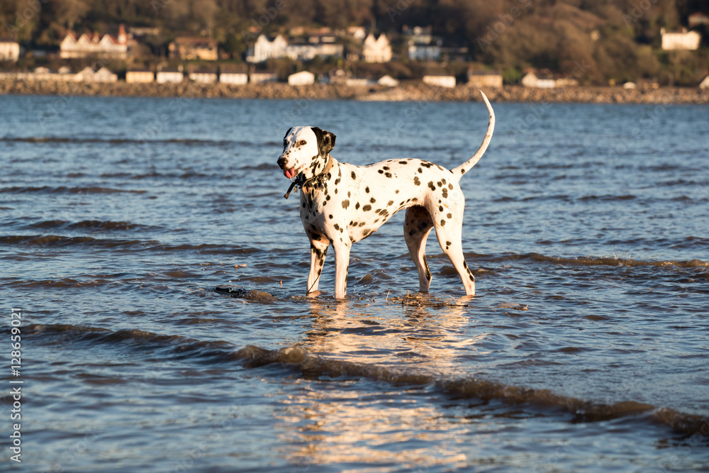 Happy dalmatian dog standing in sea water Happy dalmatian dog standing in sea water