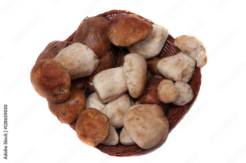 Mushrooms on a white background. Mushrooms on a white background.