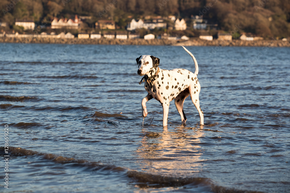 Happy dalmatian dog standing in sea water Happy dalmatian dog standing in sea water