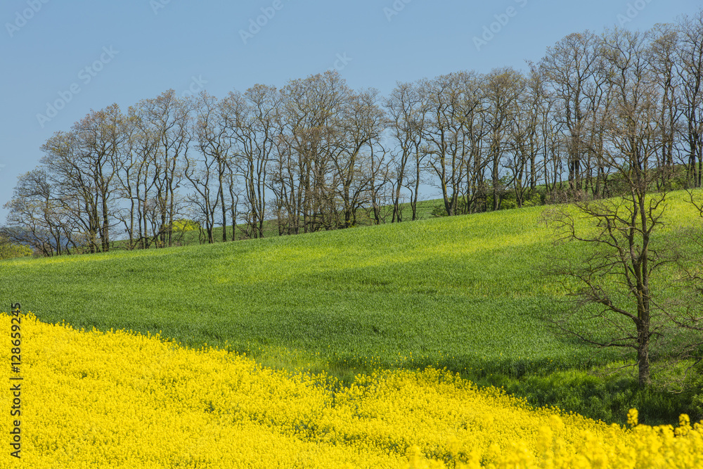 lines of green and yellow fields under sky