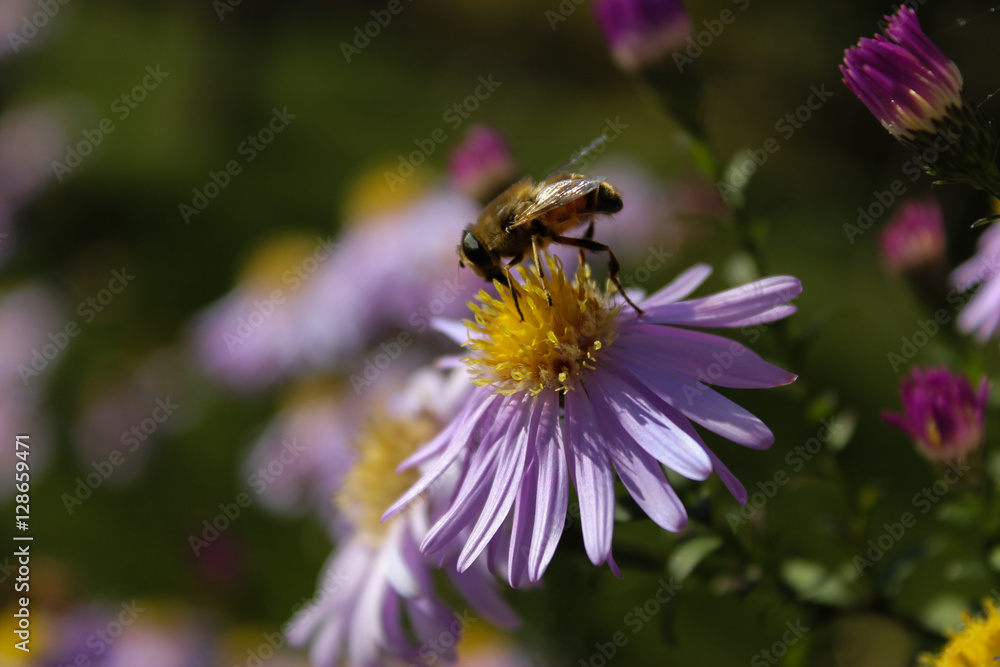 flower flower