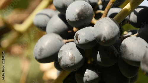 Juicy Vitis vinifera fruit culture and leaves food slow tilt 2160p 30fps UltraHD footage - Grape from European Vitaceae family on woody vines tilting 4K 3840X2160 UHD video 