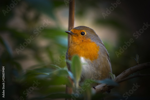 Robin photo