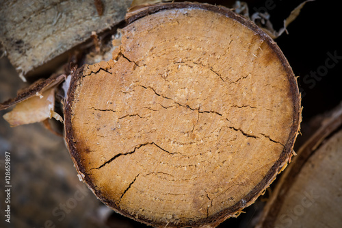 birch log cut texture