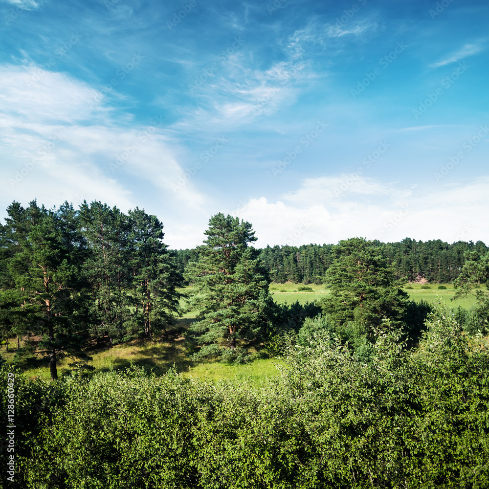Forest and field panorama