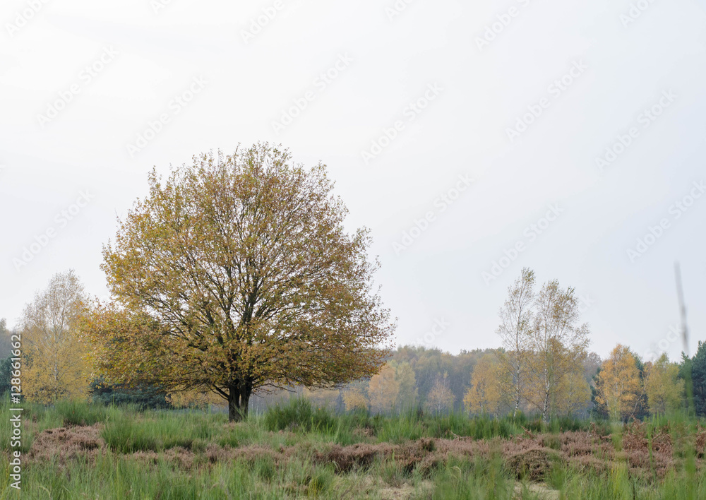 Baum in Herbstfarben alleine freistehend Baum in Herbstfarben alleine freistehend