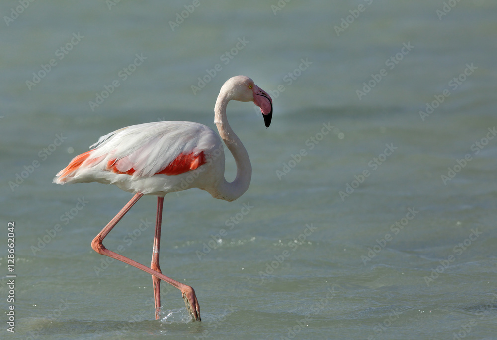 Greater Flamingo walking