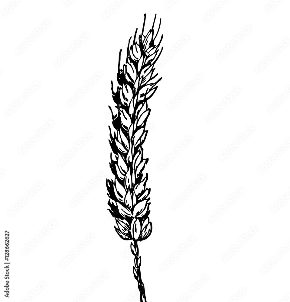художественный рисунок веточка пшеницы,изолированный