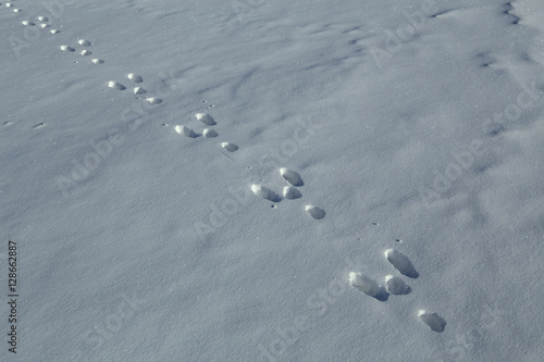 Hare tracks in the snow. Yakutia. Russia.