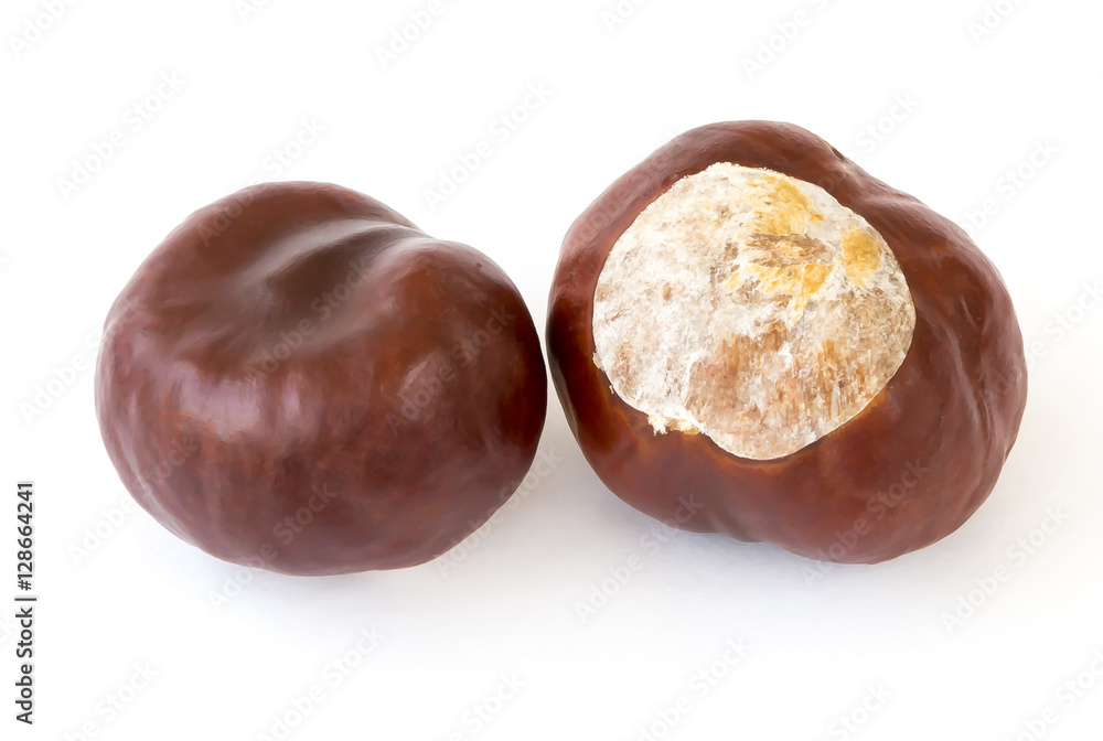 Obraz premium Two walnut chestnut isolated on white background.