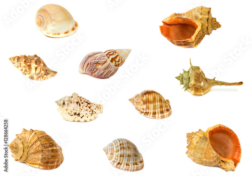 Sea shells, different, isolated on white background.