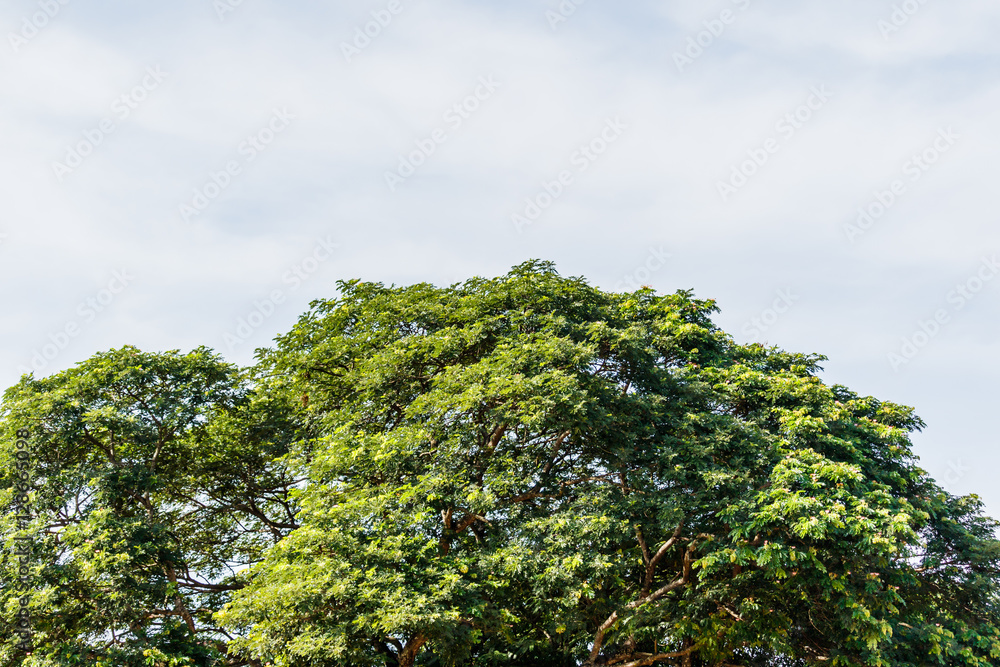green birch leaves shining in the sun on blue sky