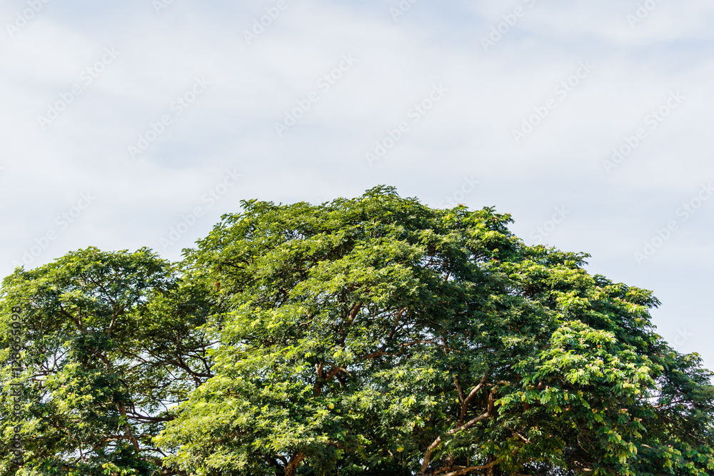 green birch leaves shining in the sun on blue sky green birch leaves shining in the sun on blue sky