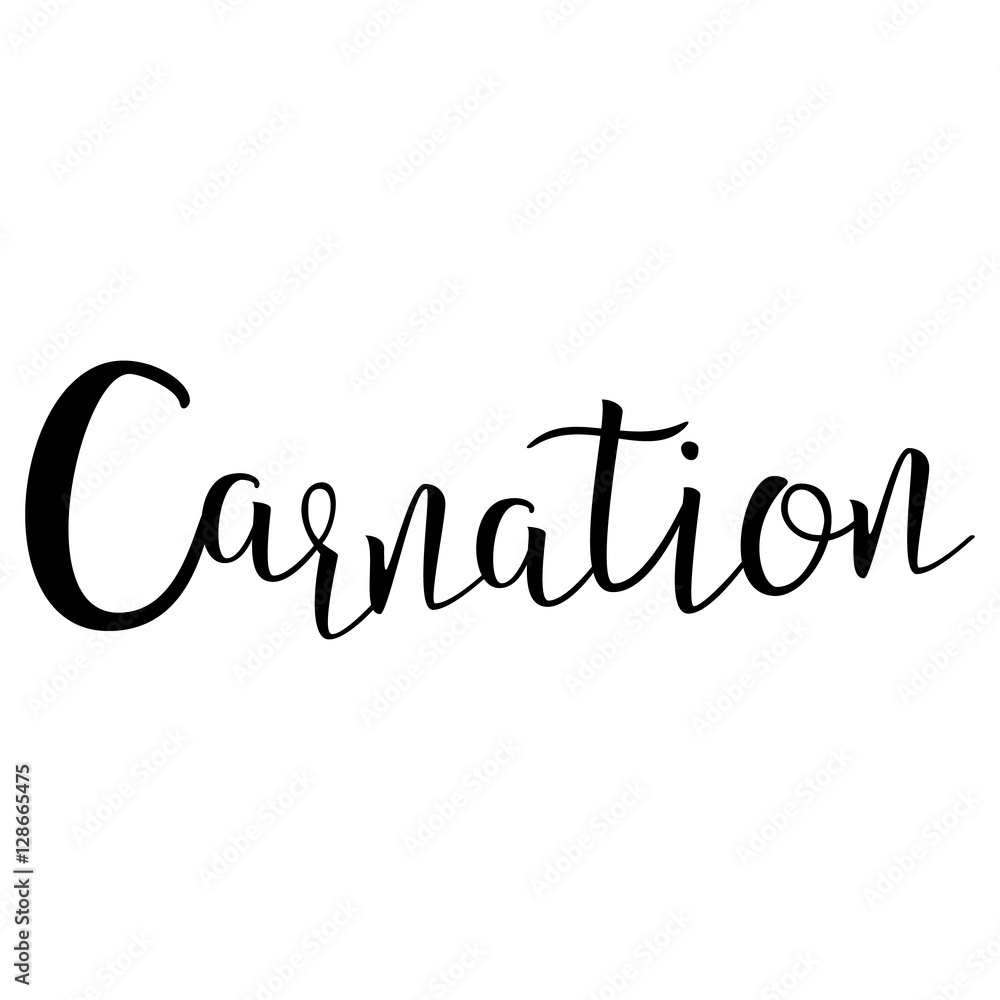 Carnation. Calligraphic Text. Typographic Design. Black Hand Lettering Text Isolated on White Background. For Posters, Design. Vector illustration