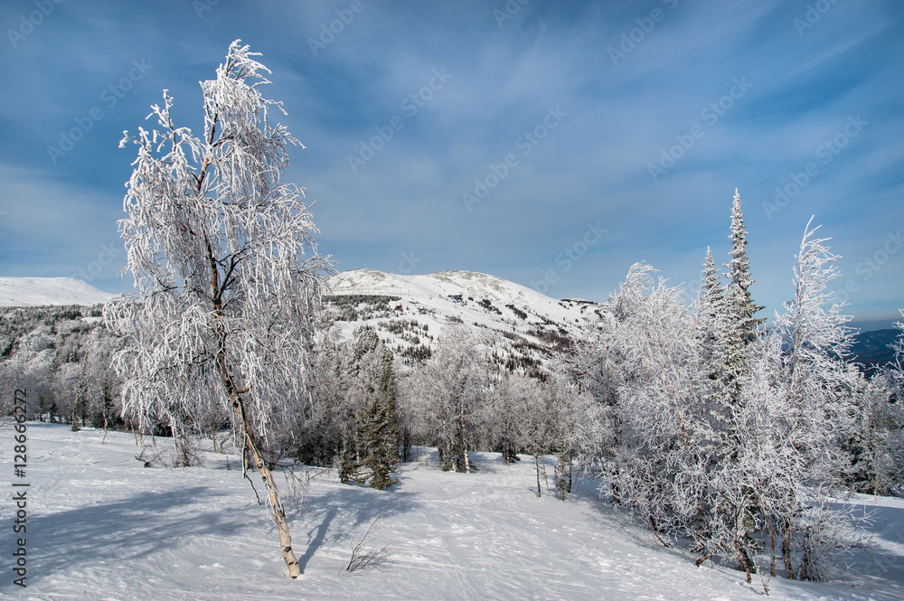 beautiful winter landscape in the forest beautiful winter landscape in the forest