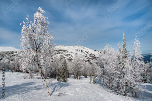 beautiful winter landscape in the forest