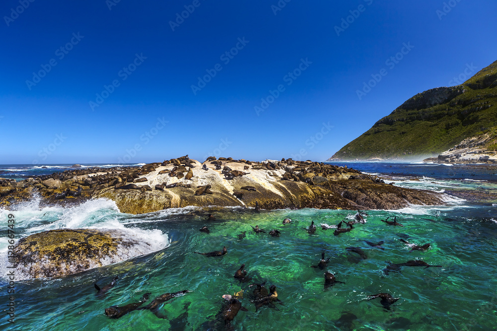 Fototapeta premium Republic of South Africa. Duiker Island (Seal Island) near Hout Bay (Cape Peninsula, Cape Town). Cape fur seal colony (Arctocephalus pusillus, also known as Brown fur seal)