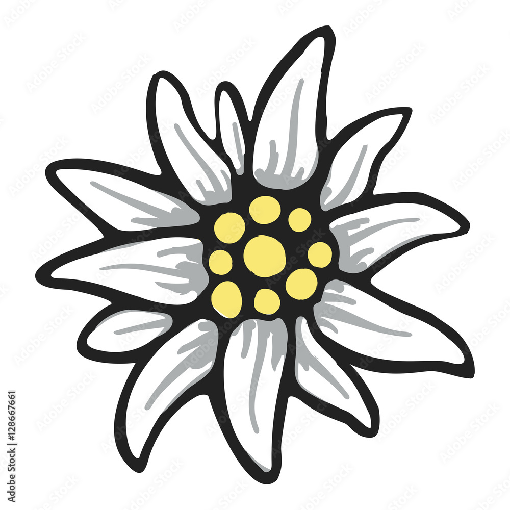edelweiss flower symbol alpinism alps germany logo edelweiss flower symbol alpinism alps germany logo