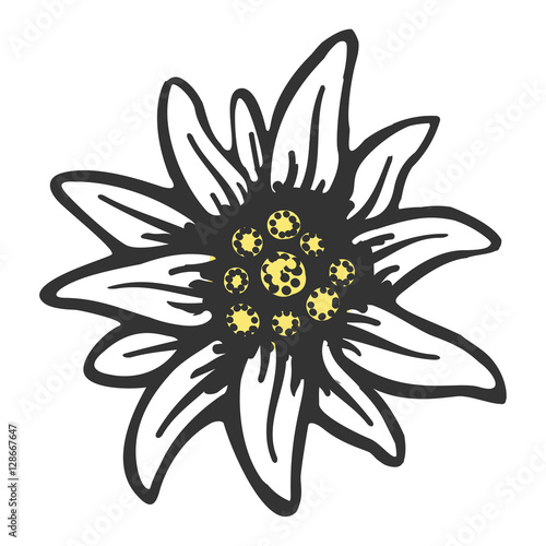 edelweiss flower symbol alpinism alps germany logo