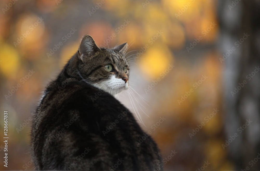 Katze im goldenen Herbst