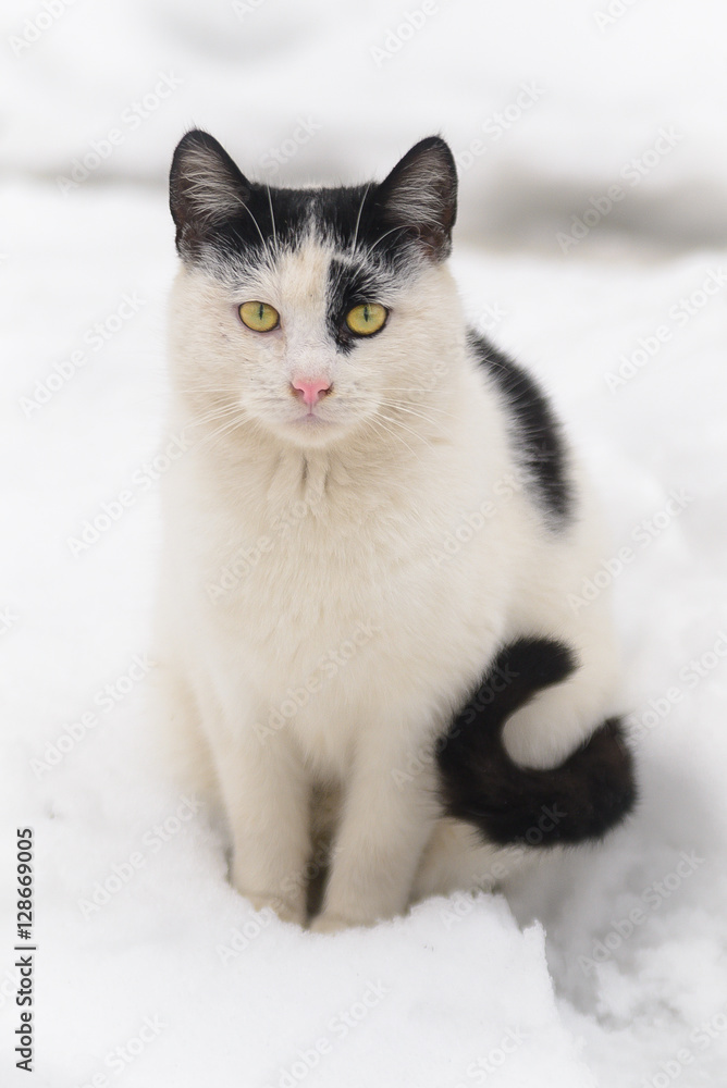 Very sad homeless cat sitting on the snow. Cat waiting for his master.