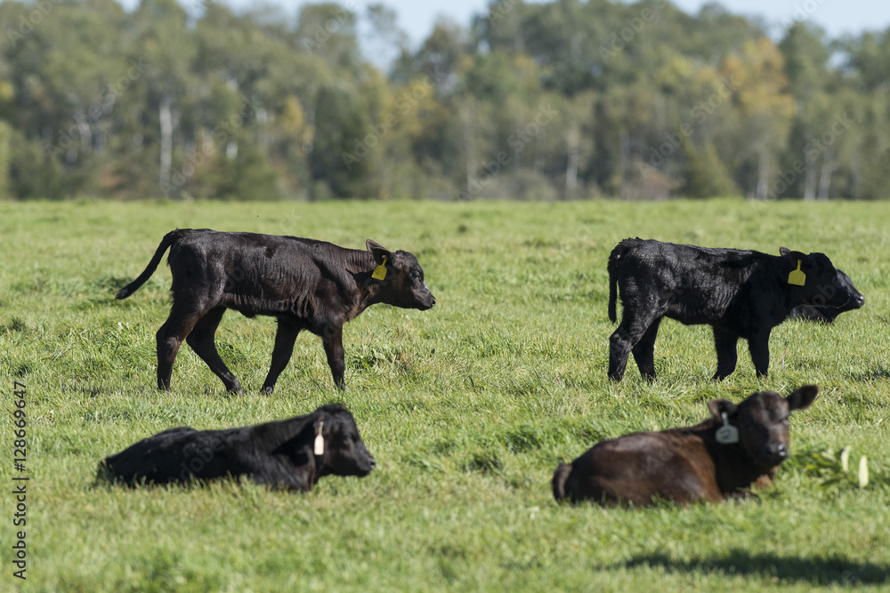 Black Angus Calves