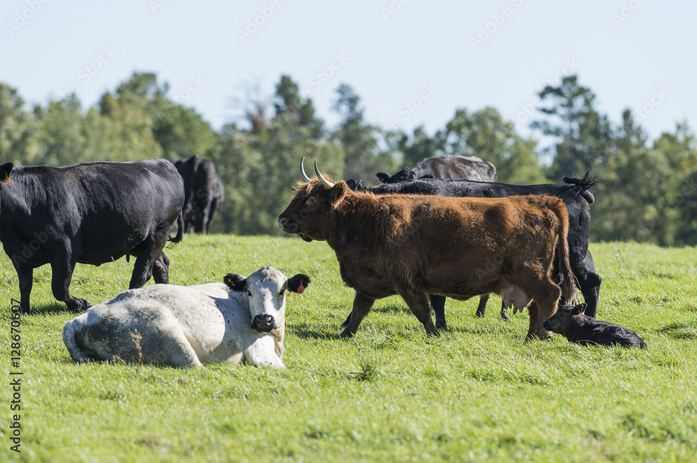Black Angus Cows and calves on a Minnesota Farm Black Angus Cows and calves on a Minnesota Farm