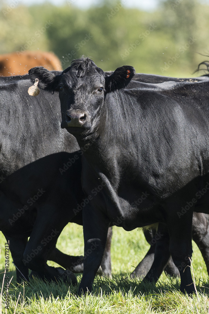 Black Angus Cows and calves on a Minnesota Farm