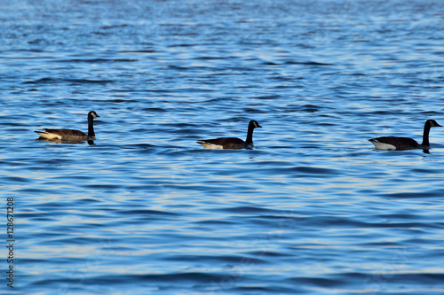 Geese Swimming In The Lake