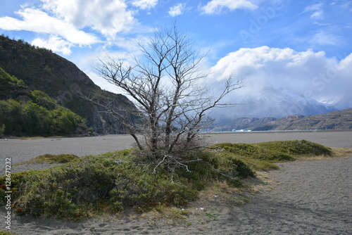Plants and trees in Patagonia Chile