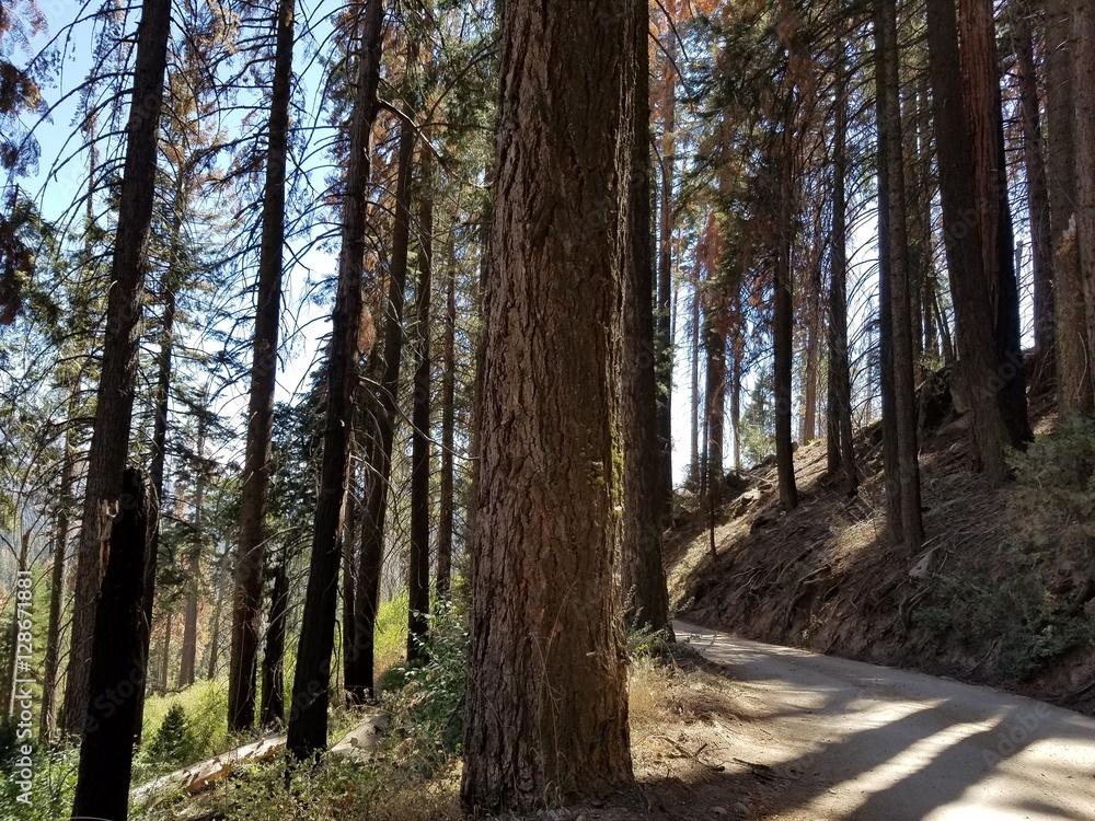 Obraz premium Pathway in forest