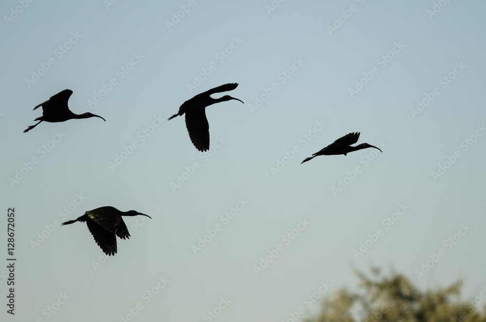 Obraz premium Four Silhouetted White-Faced Ibis Flying in a Blue Sky