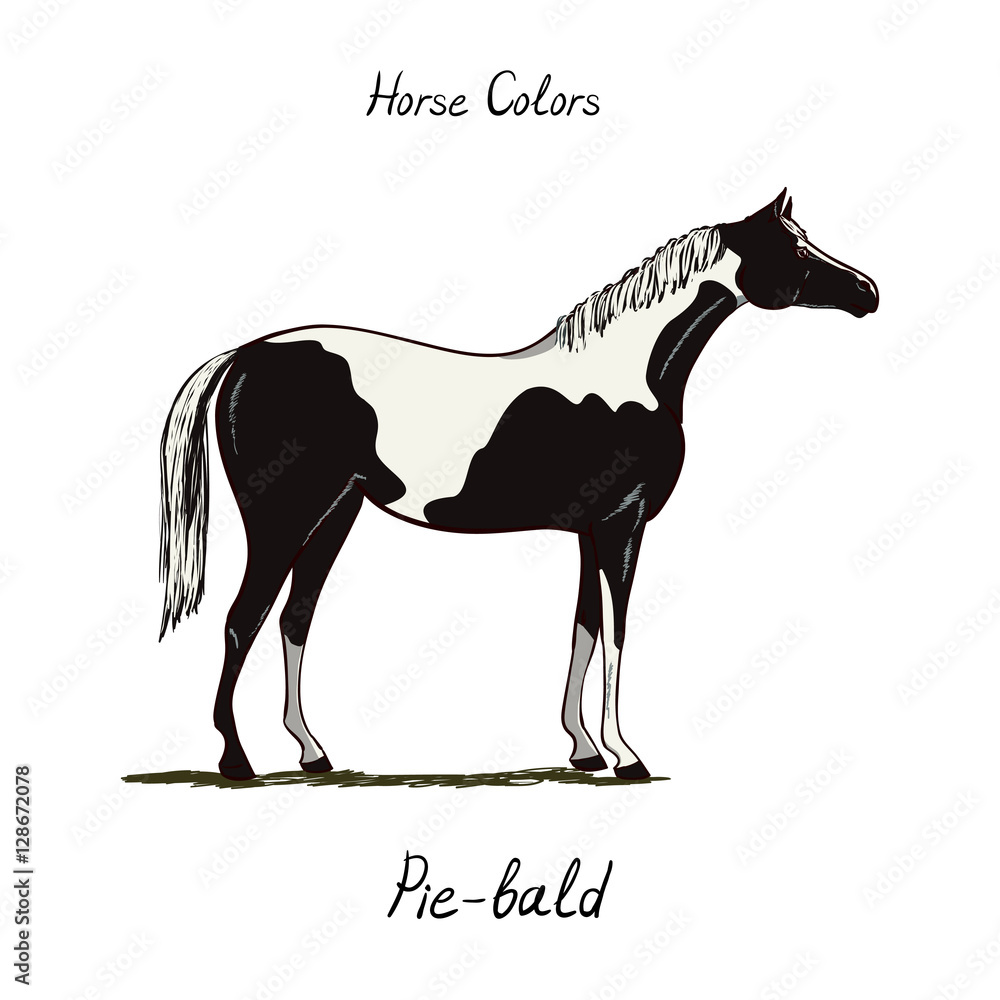 Piebald, skewbald, pinto horse color chart on white. Equine coat colors