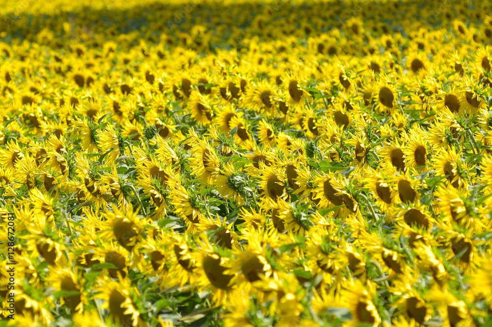 Obraz premium Sunflower in a field