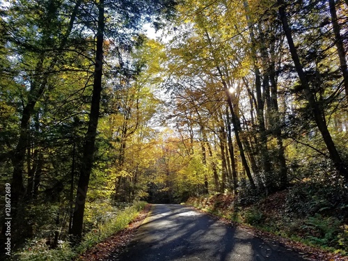 Forest Road in Fall
