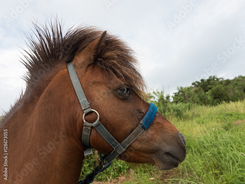 Fototapeta Naklejka Na Ścianę i Meble -  竹富島の馬