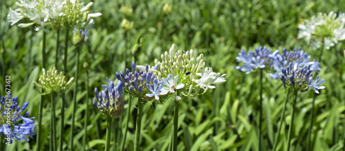 Close-up of agapanthus in contrast with dark natural background photo